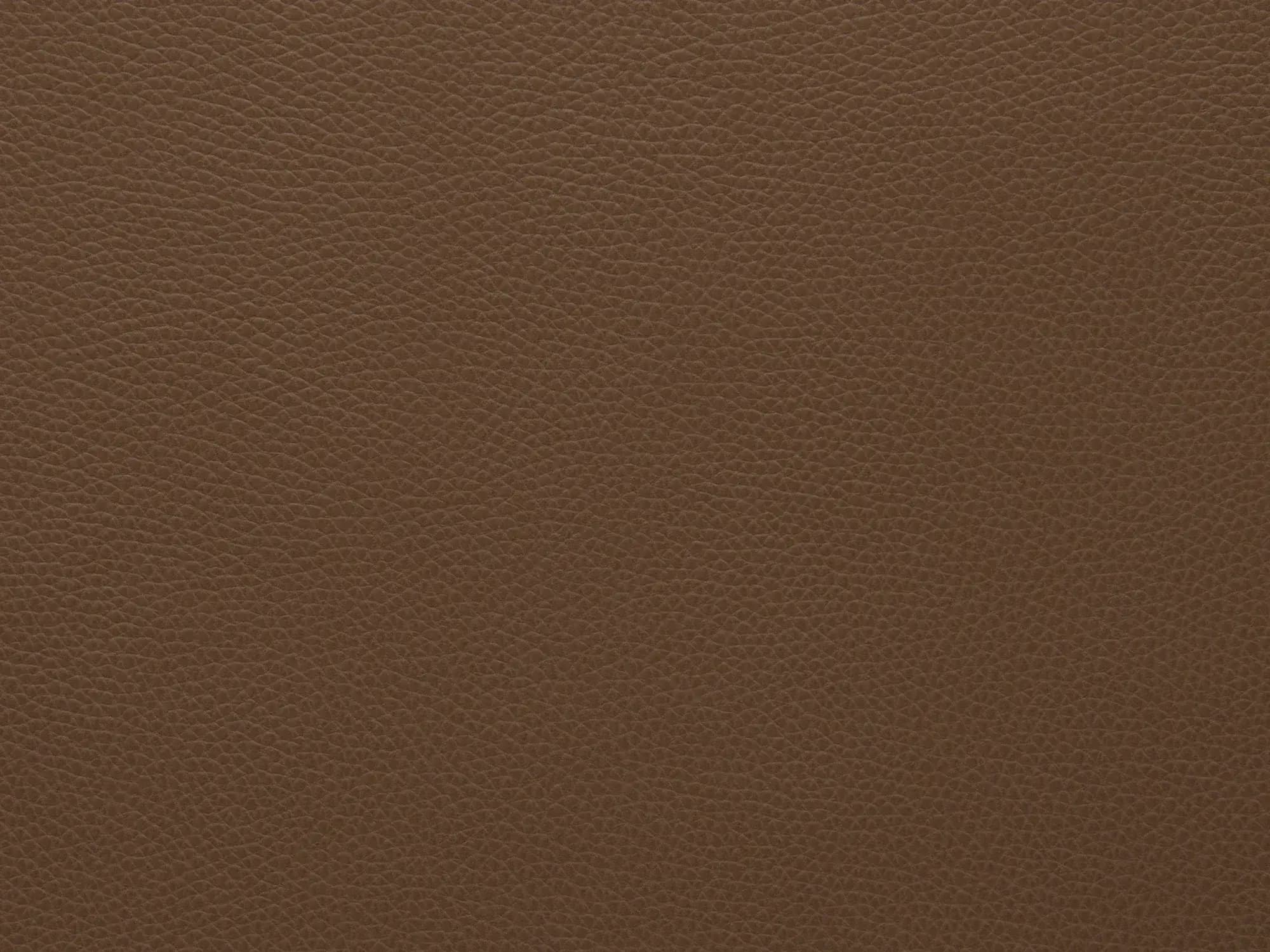 TerrierZ0304Toffee_2228.webp